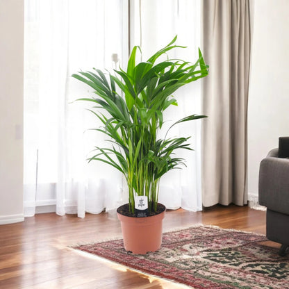 Areca - Dypsis lutescens