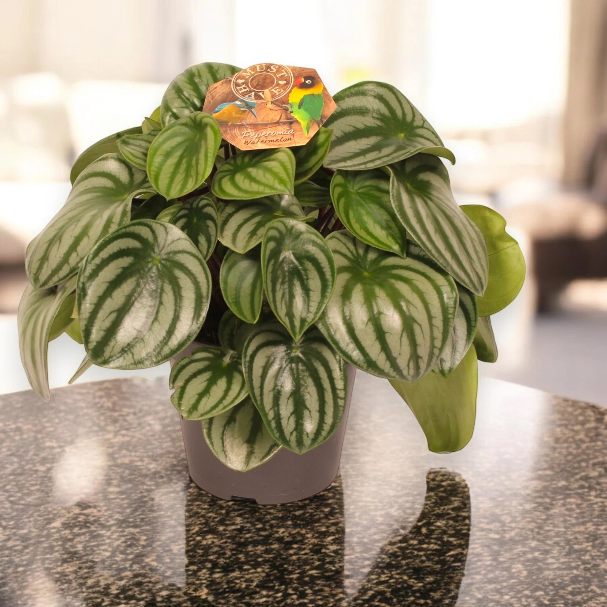 Peperomia argyreia