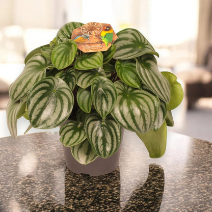 Peperomia argyreia