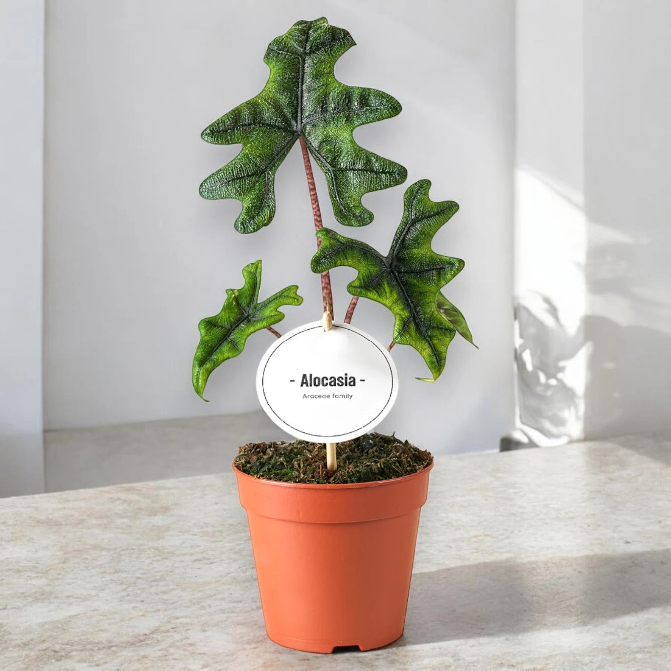 Alocasia 'Jacklin'