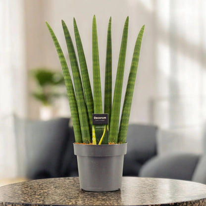 Sansevieria cylindrica 'Fan'