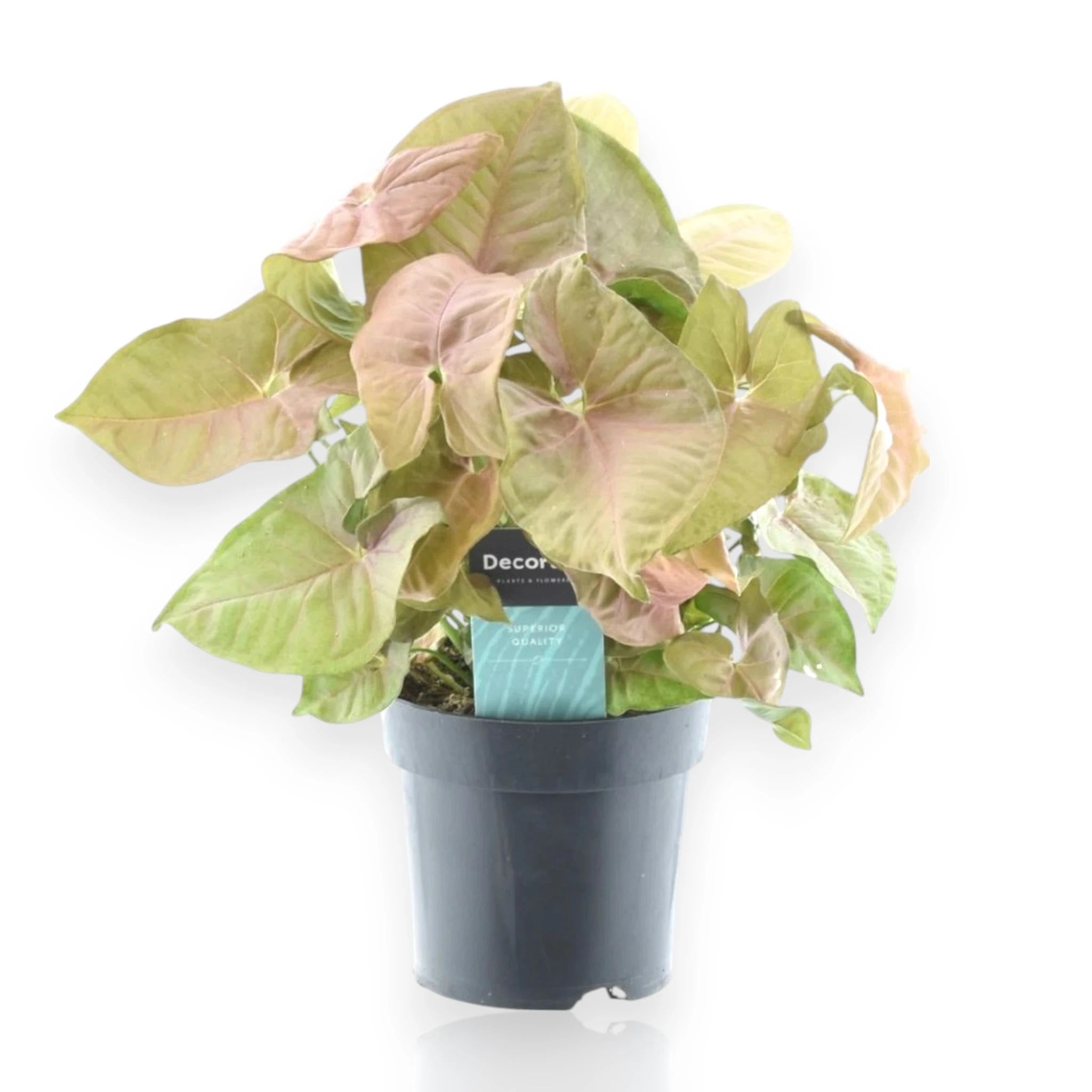 Syngonium 'Red heart'
