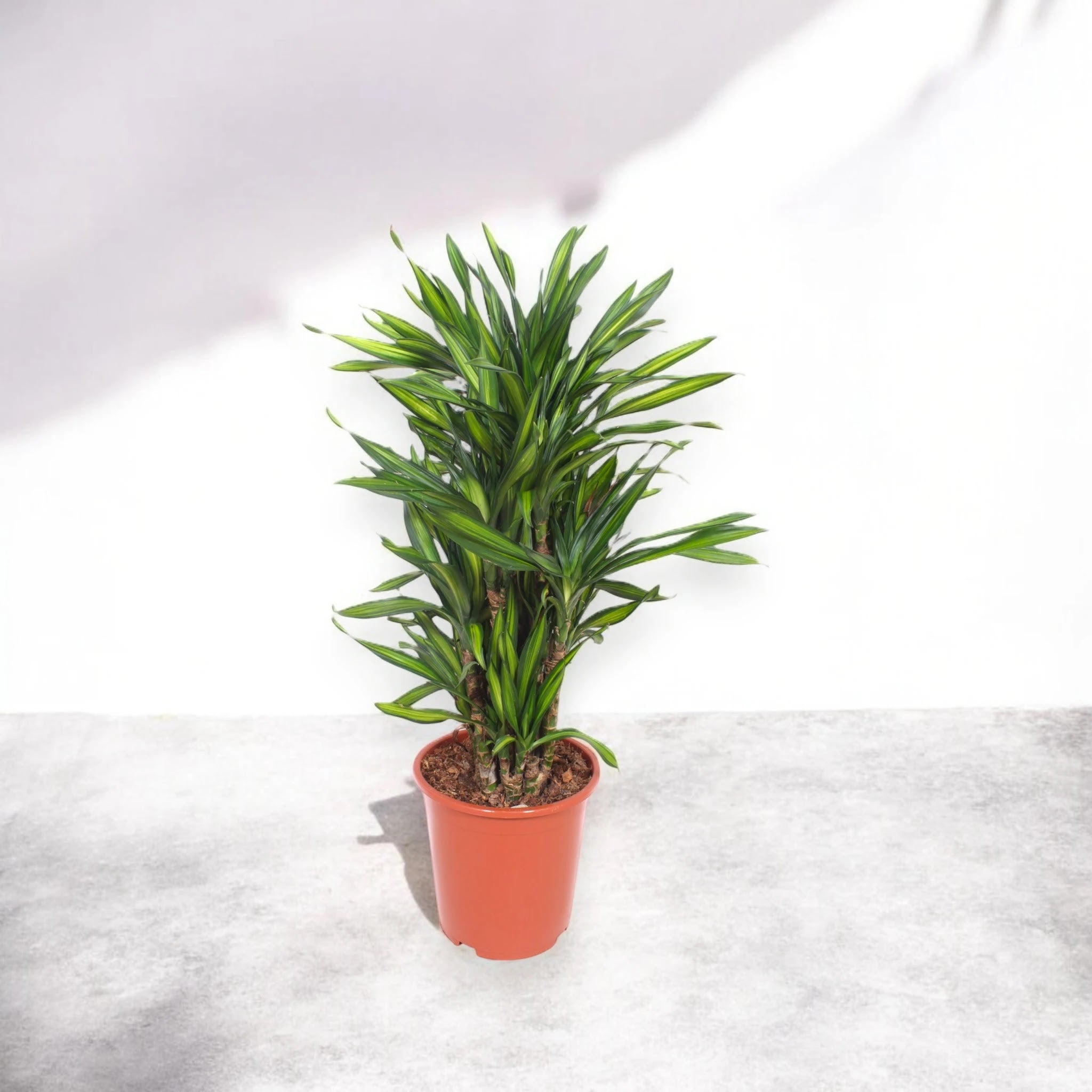Dracaena fragrans 'Riki'