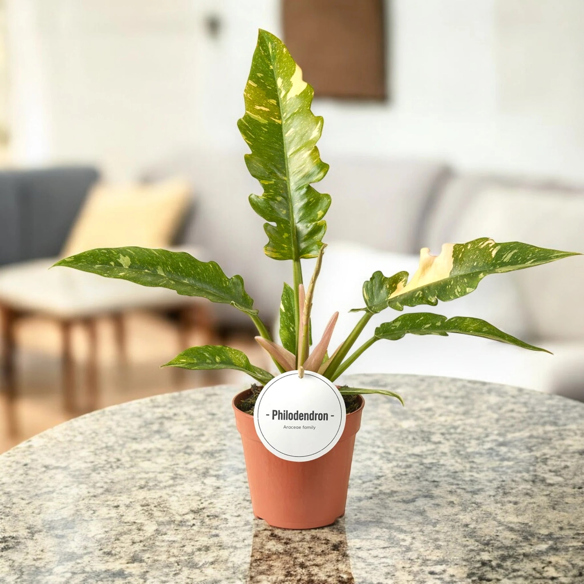 Philodendron ring of Fire