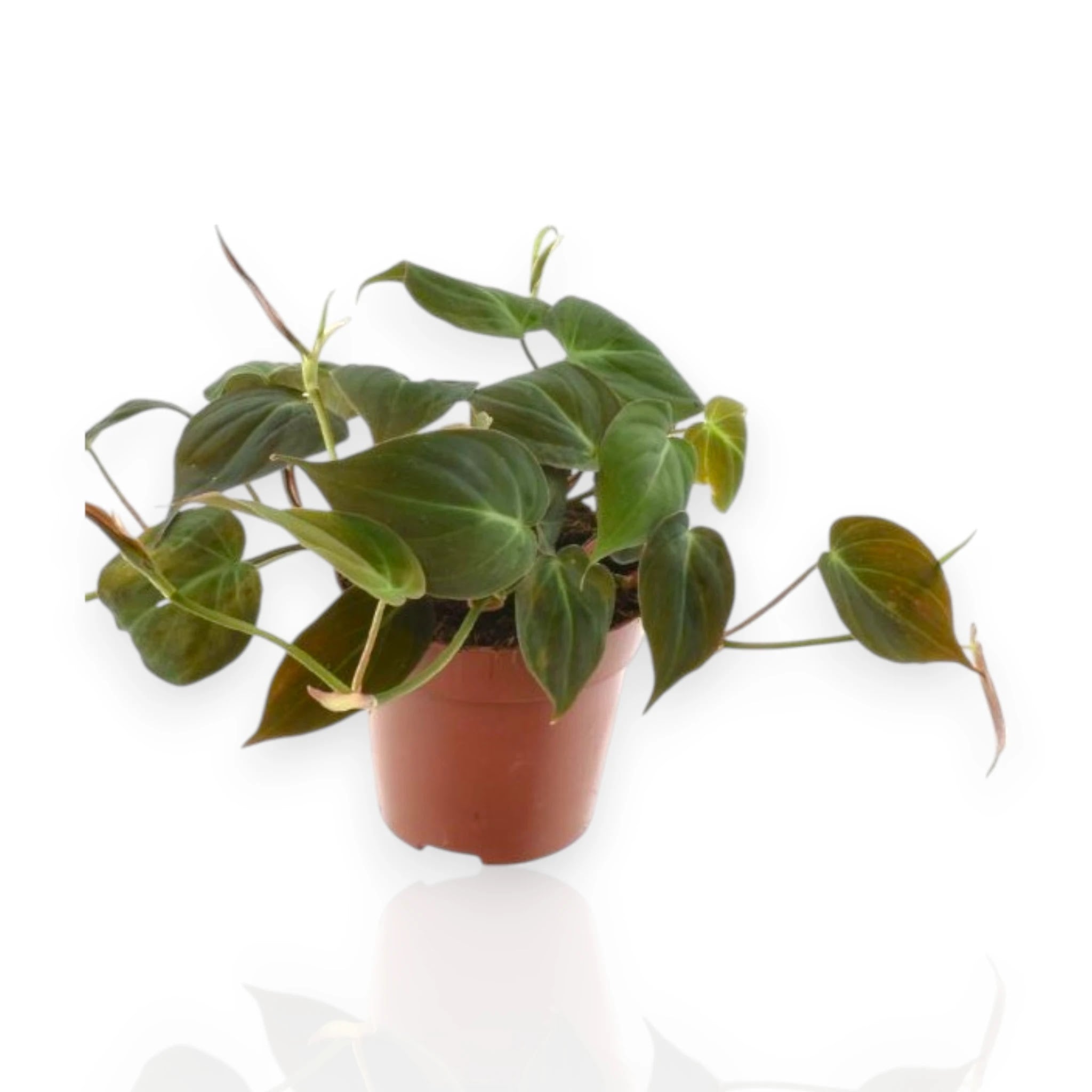 Philodendron scandens