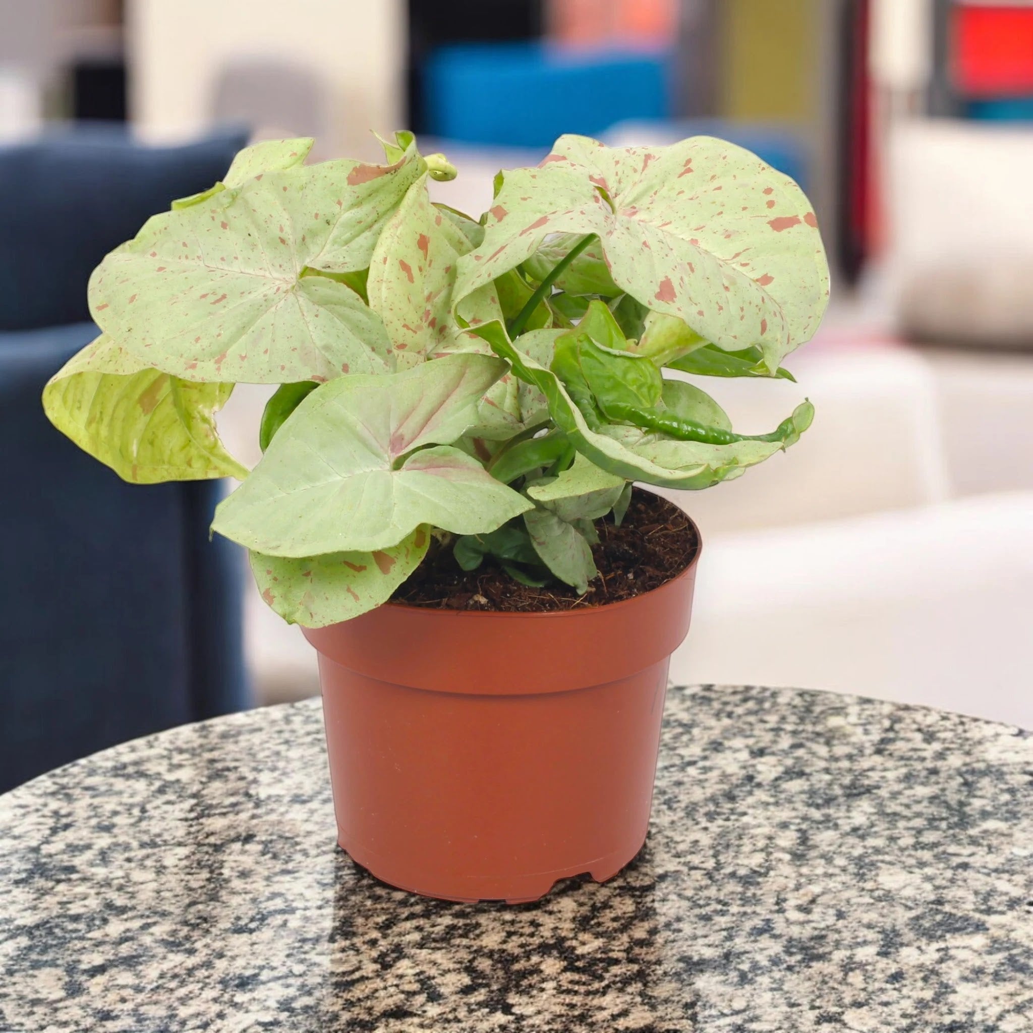 Dettaglio foglia variegata bianca e verde di Syngonium Milk Confetti