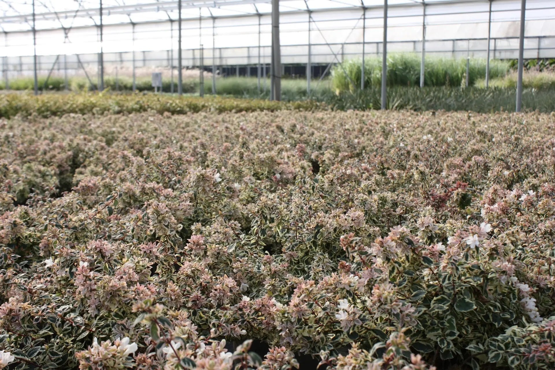 Abelia grandiflora