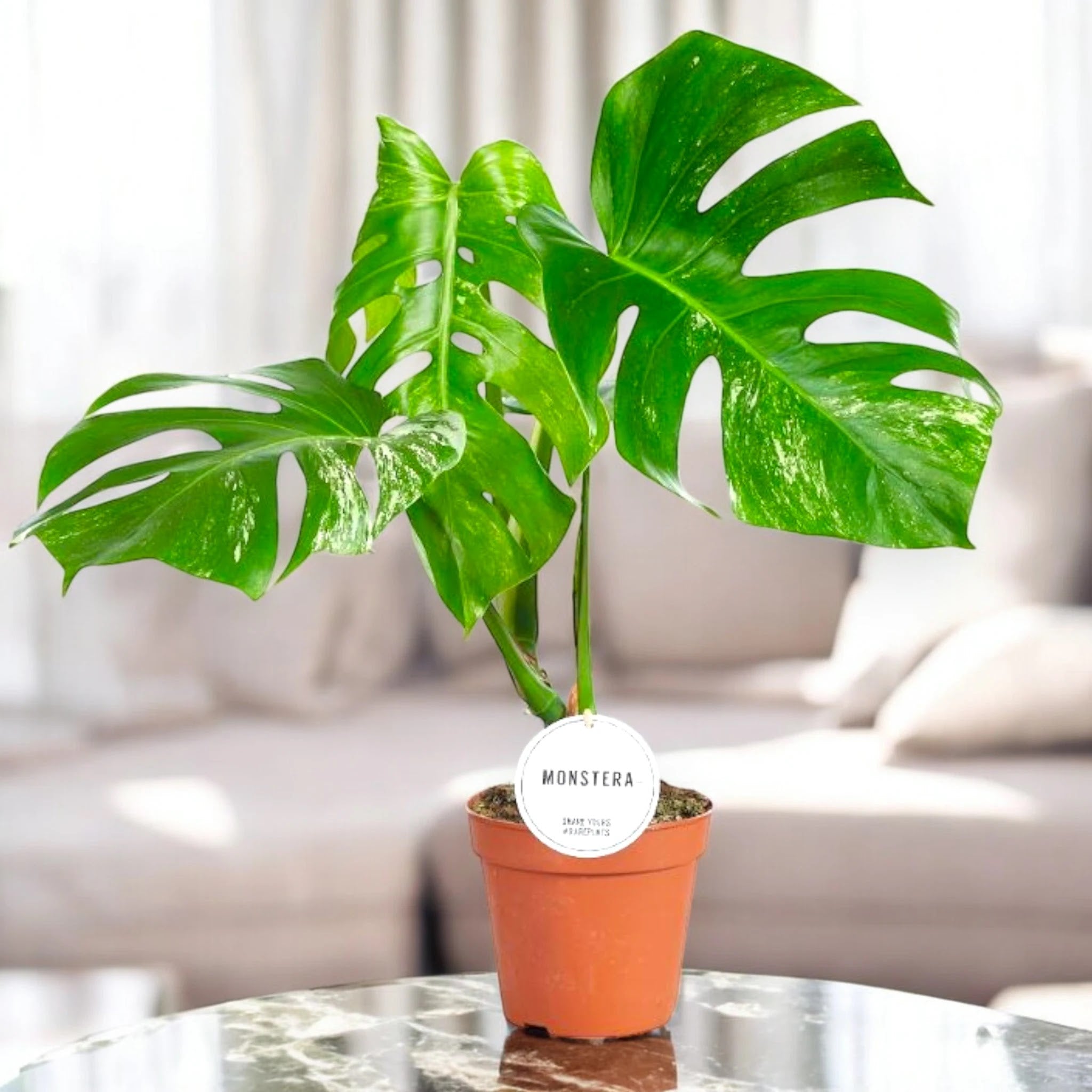 Monstera deliciosa