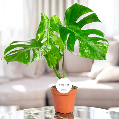 Monstera deliciosa