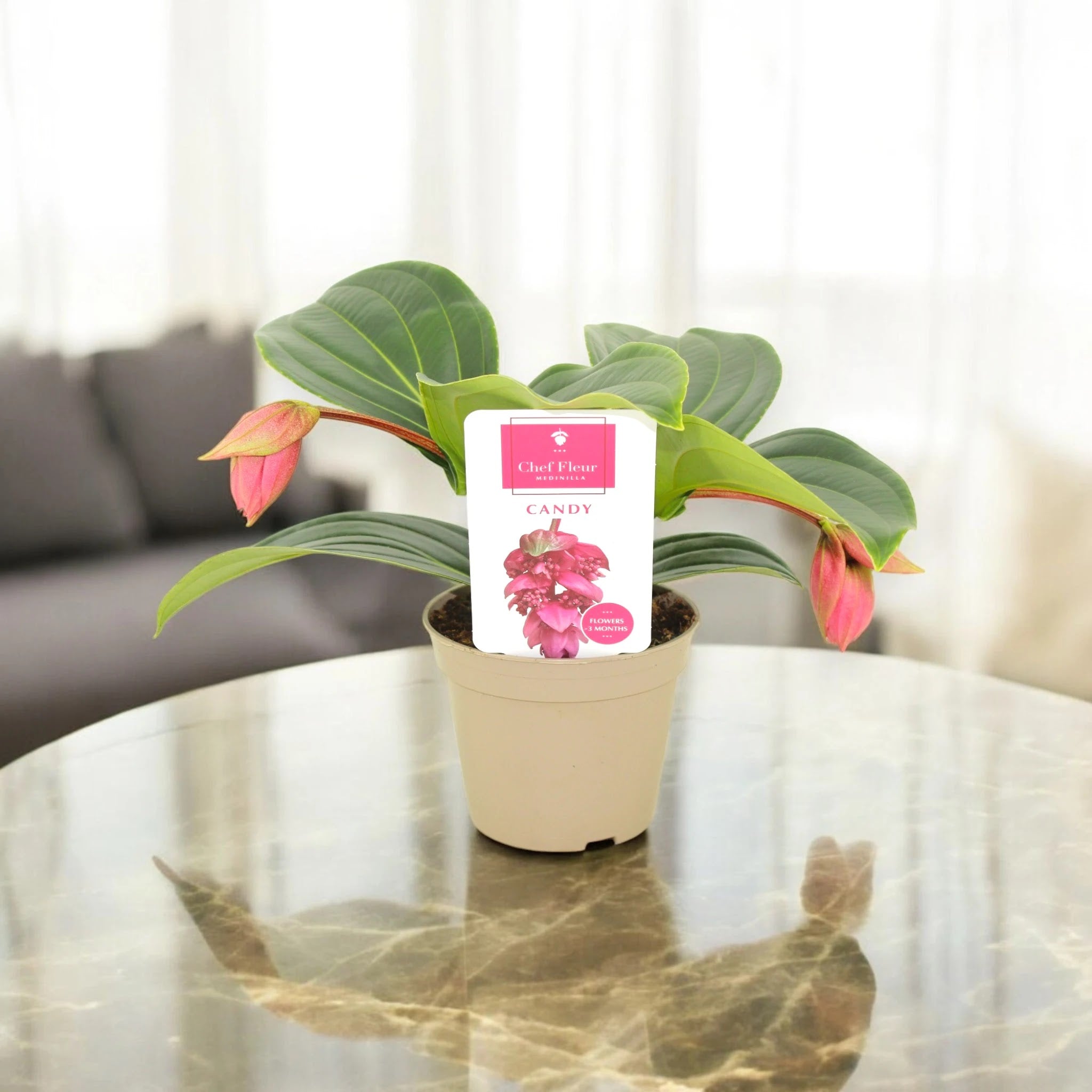 Medinilla magnifica