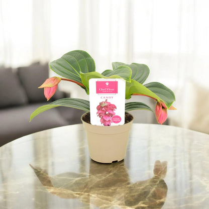 Medinilla magnifica