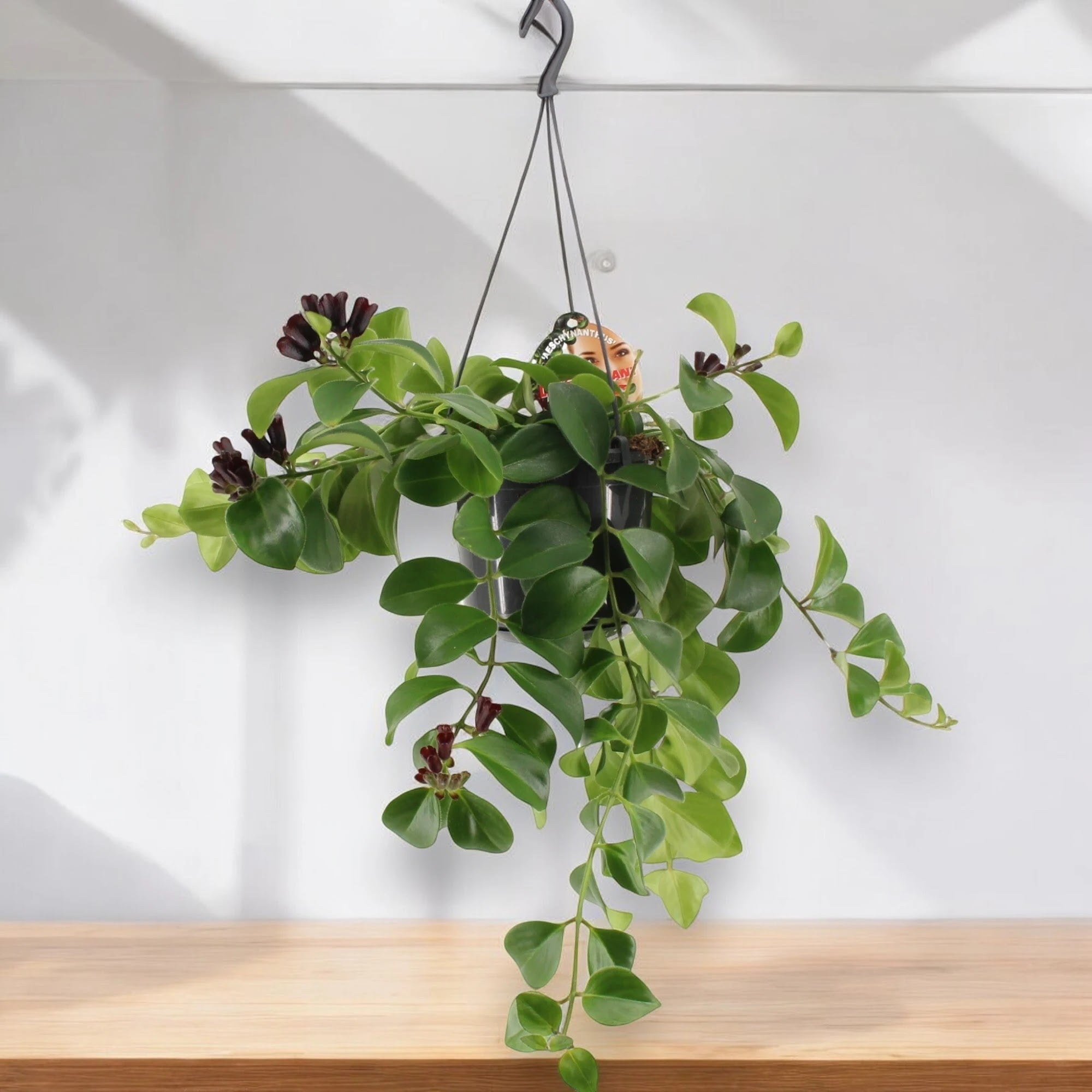 Aeschynanthus 'Mona Lisa'