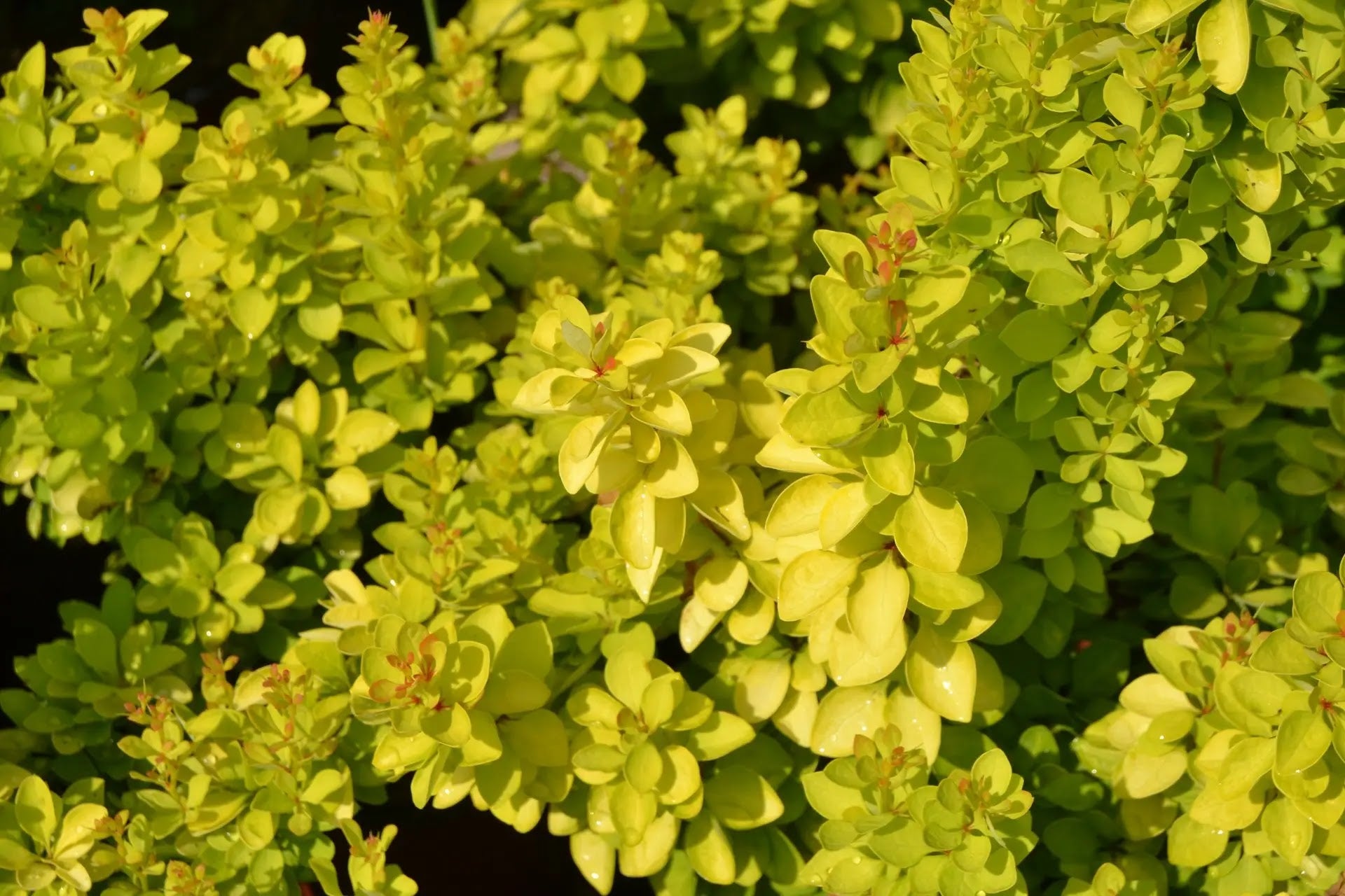 Berberis thunbergii Maria arbusto compatto con foglie gialle lucide in giardino esterno