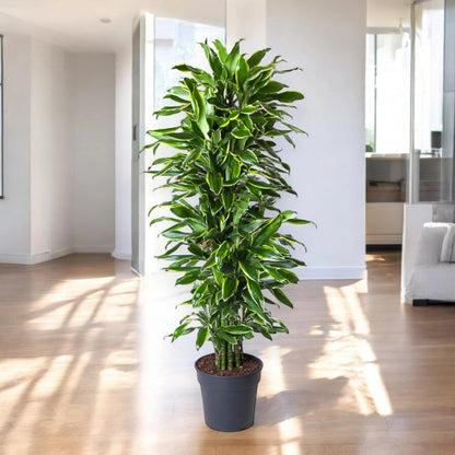 Dracaena fragrans 'Golden coast'