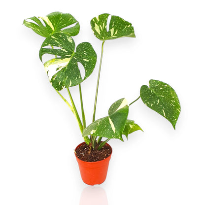 Monstera deliciosa 'Thai Constellation'