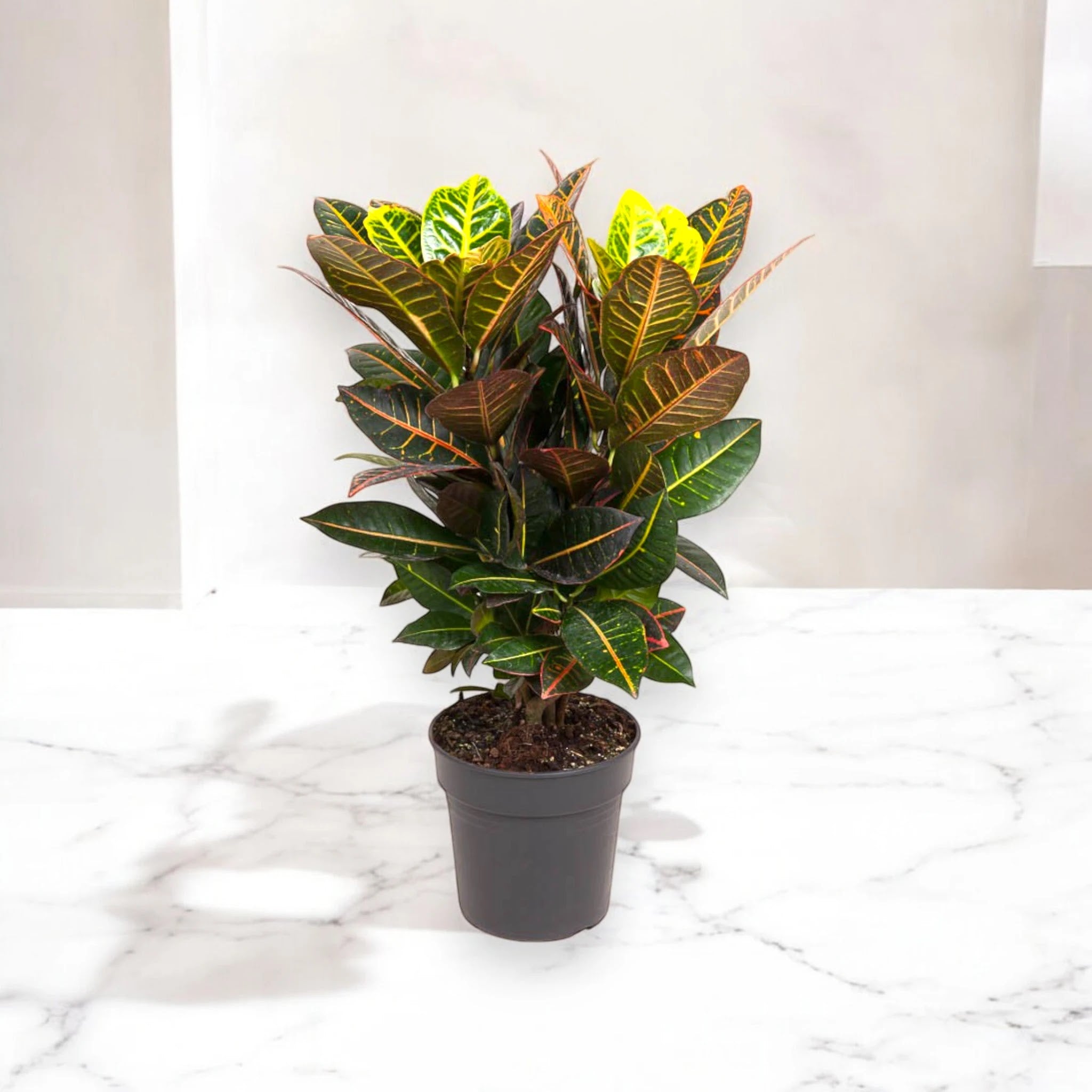 Codiaeum variegatum 'Petra'