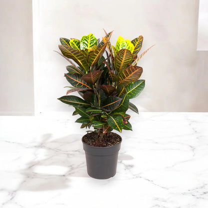 Codiaeum variegatum 'Petra'