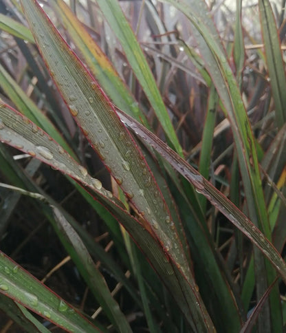 Phormium tenax