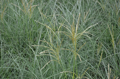 Miscanthus sinensis Adagio graminacea ornamentale compatta con fogliame variegato verde e crema in giardino