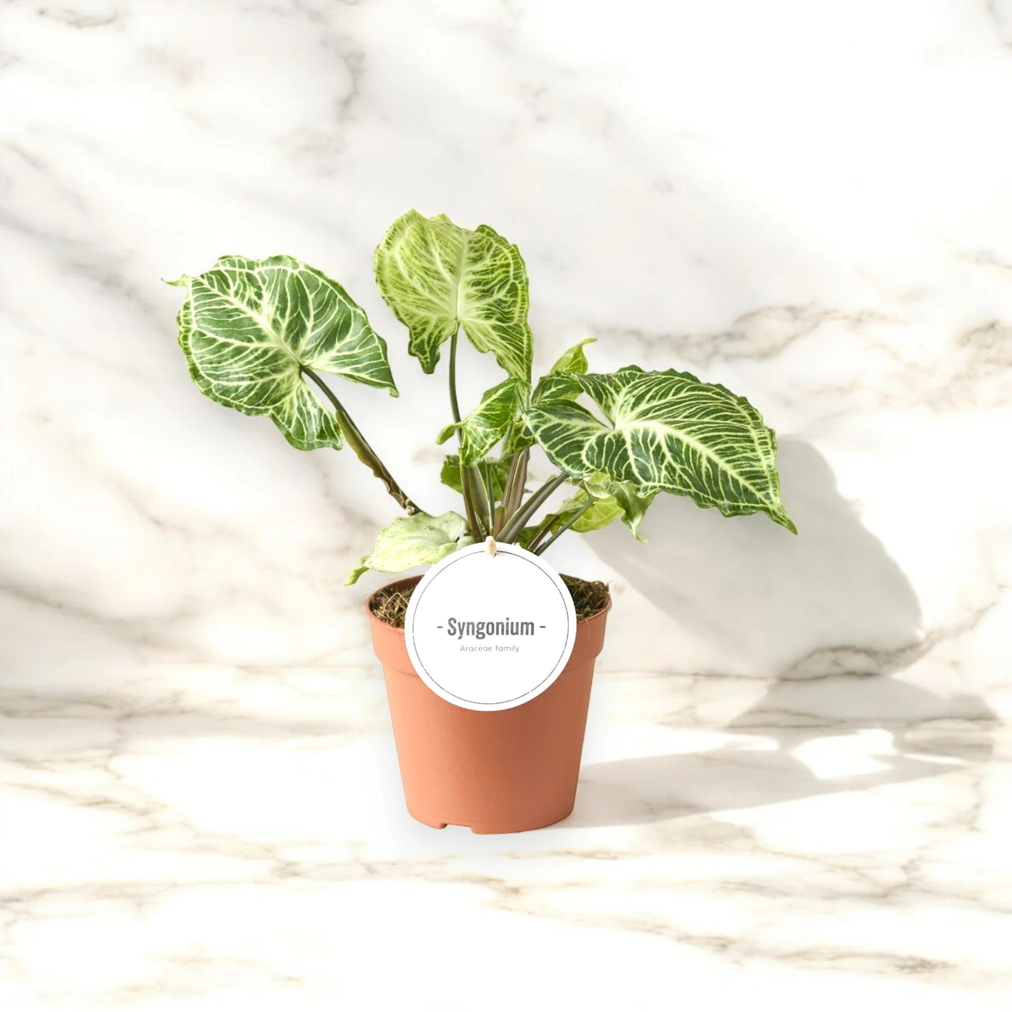 Syngonium 'Batik'