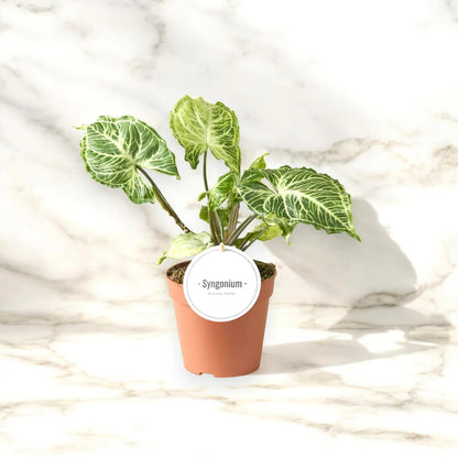 Syngonium 'Batik'