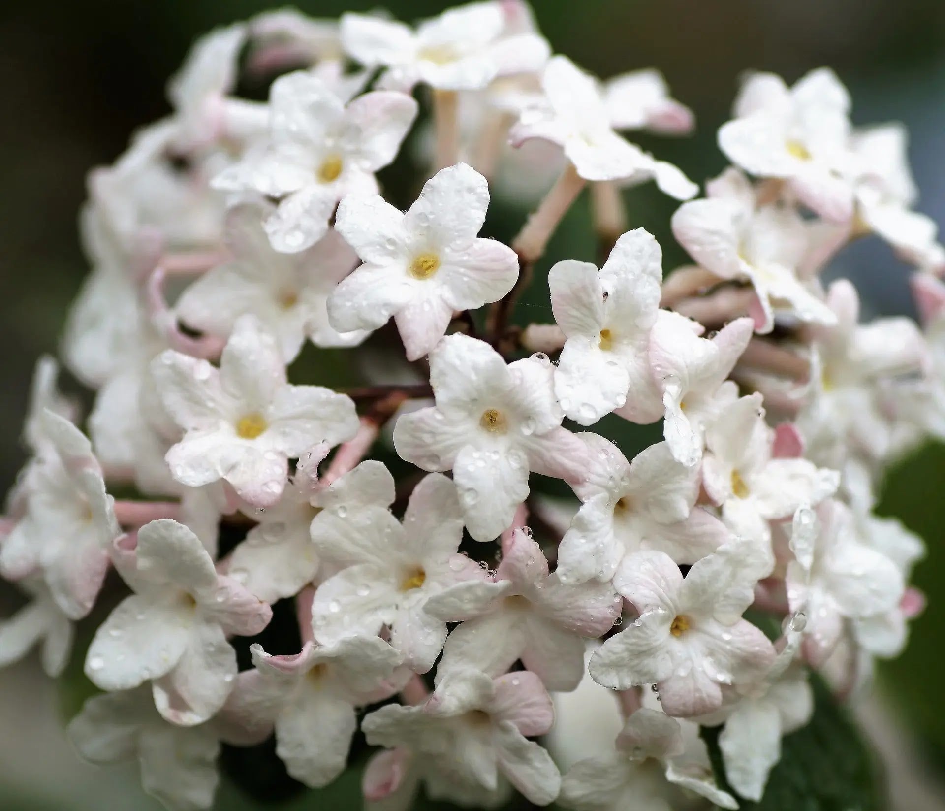 Viburnum Carlcephalum arbusto deciduo con portamento cespuglioso e foglie verdi lucide in giardino