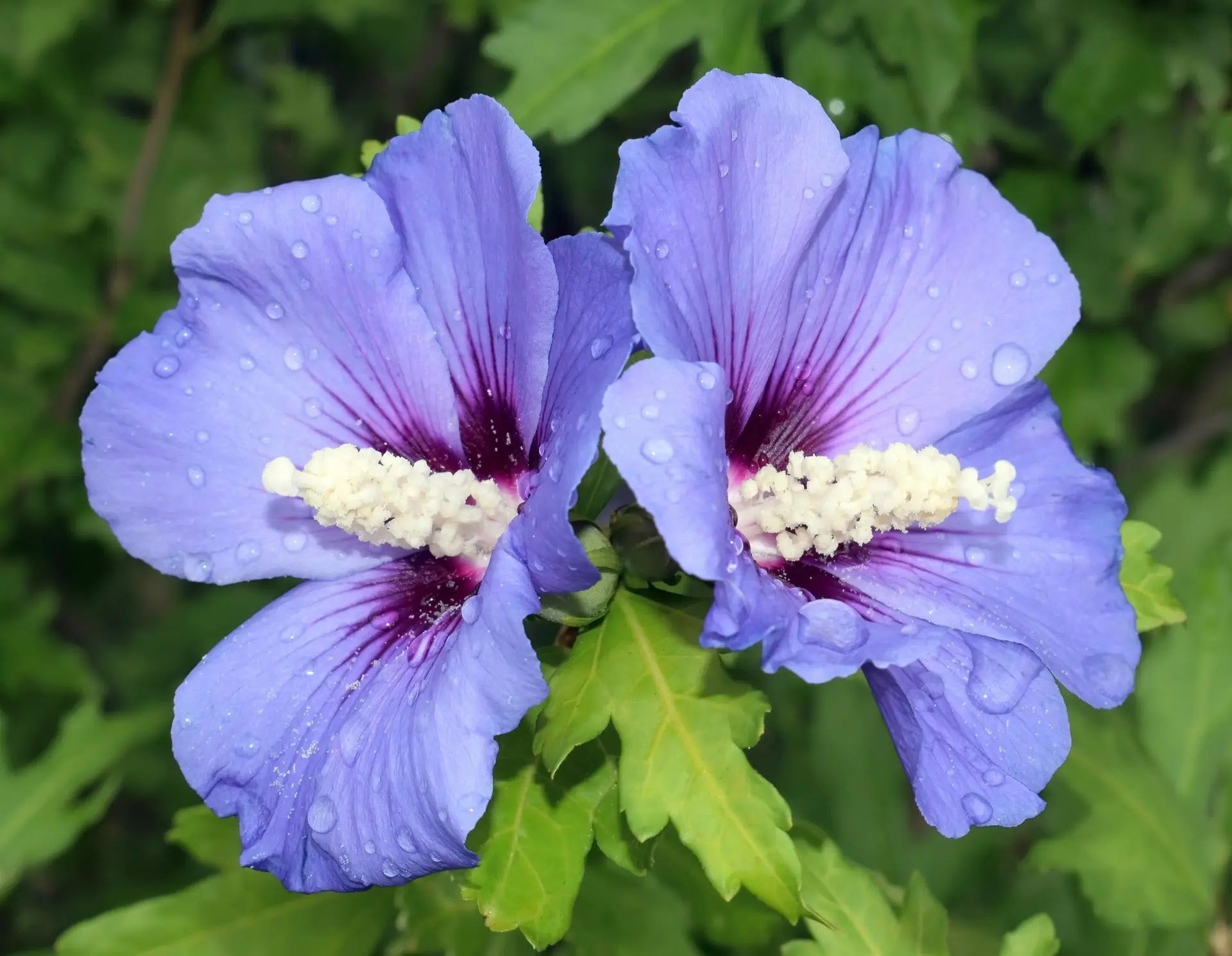 Ibisco Blue Hibiscus syriacus con fiori azzurro-violacei in piena fioritura estiva in giardino