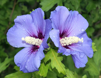 Ibisco Blue Hibiscus syriacus con fiori azzurro-violacei in piena fioritura estiva in giardino