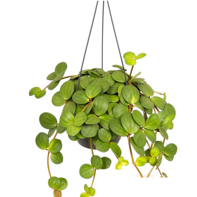 Peperomia tetraphylla Hope pianta succulenta ricadente con foglie a quattro in vaso