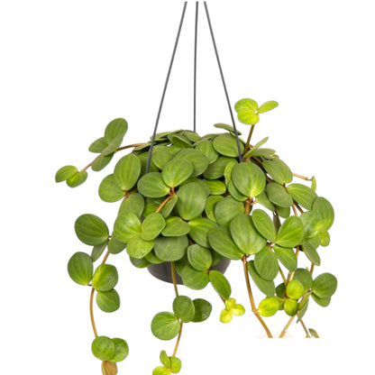 Peperomia tetraphylla Hope pianta succulenta ricadente con foglie a quattro in vaso
