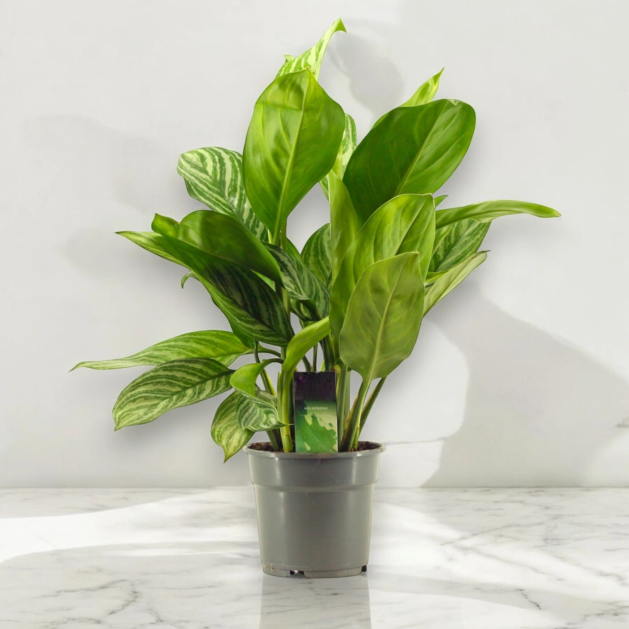 Aglaonema 'Stripes'