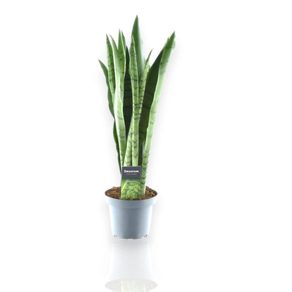 Dettaglio foglie verde mint della Sansevieria Spearmint, carnose e compatte