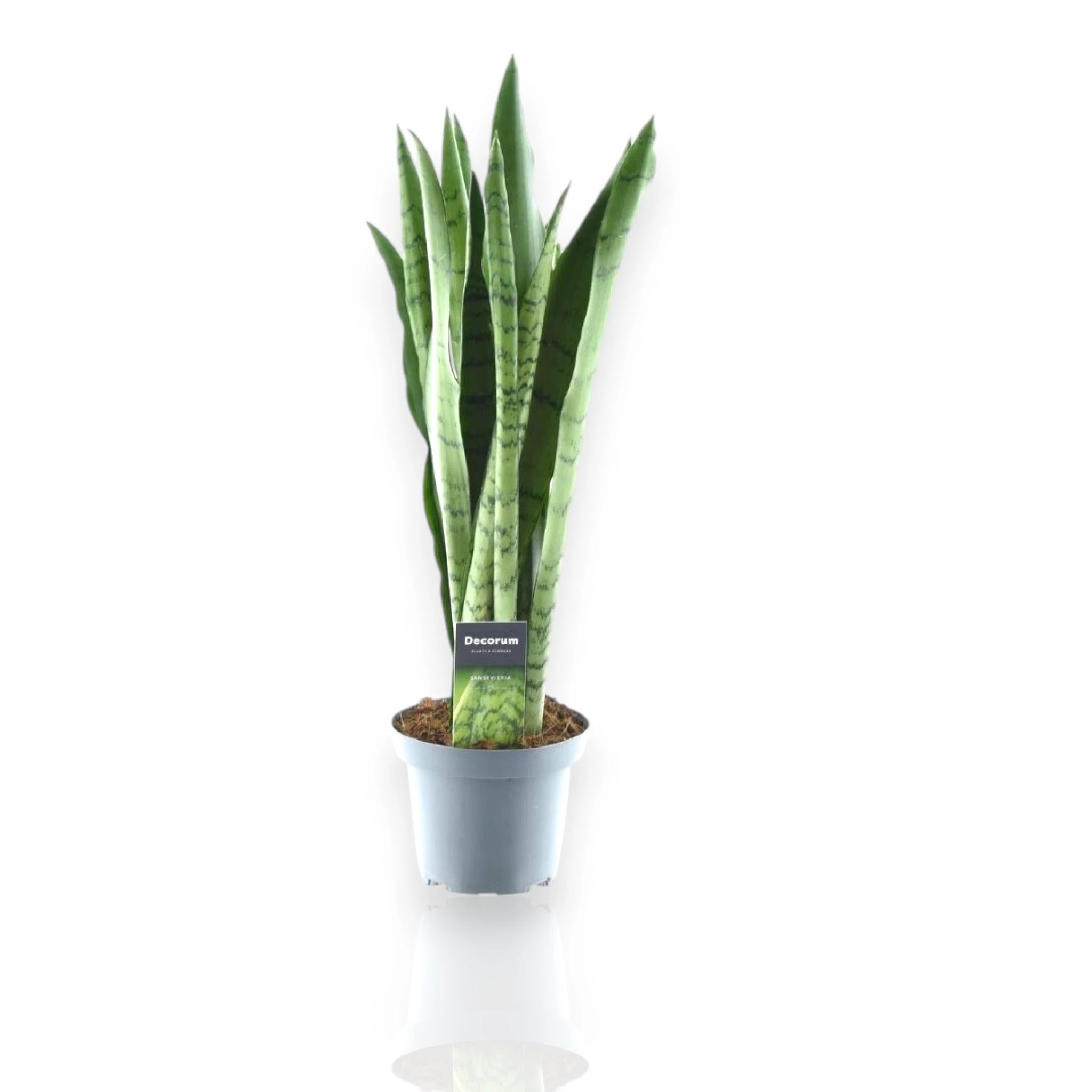 Dettaglio foglie verde mint della Sansevieria Spearmint, carnose e compatte