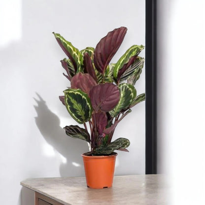 Calathea 'Medallion'