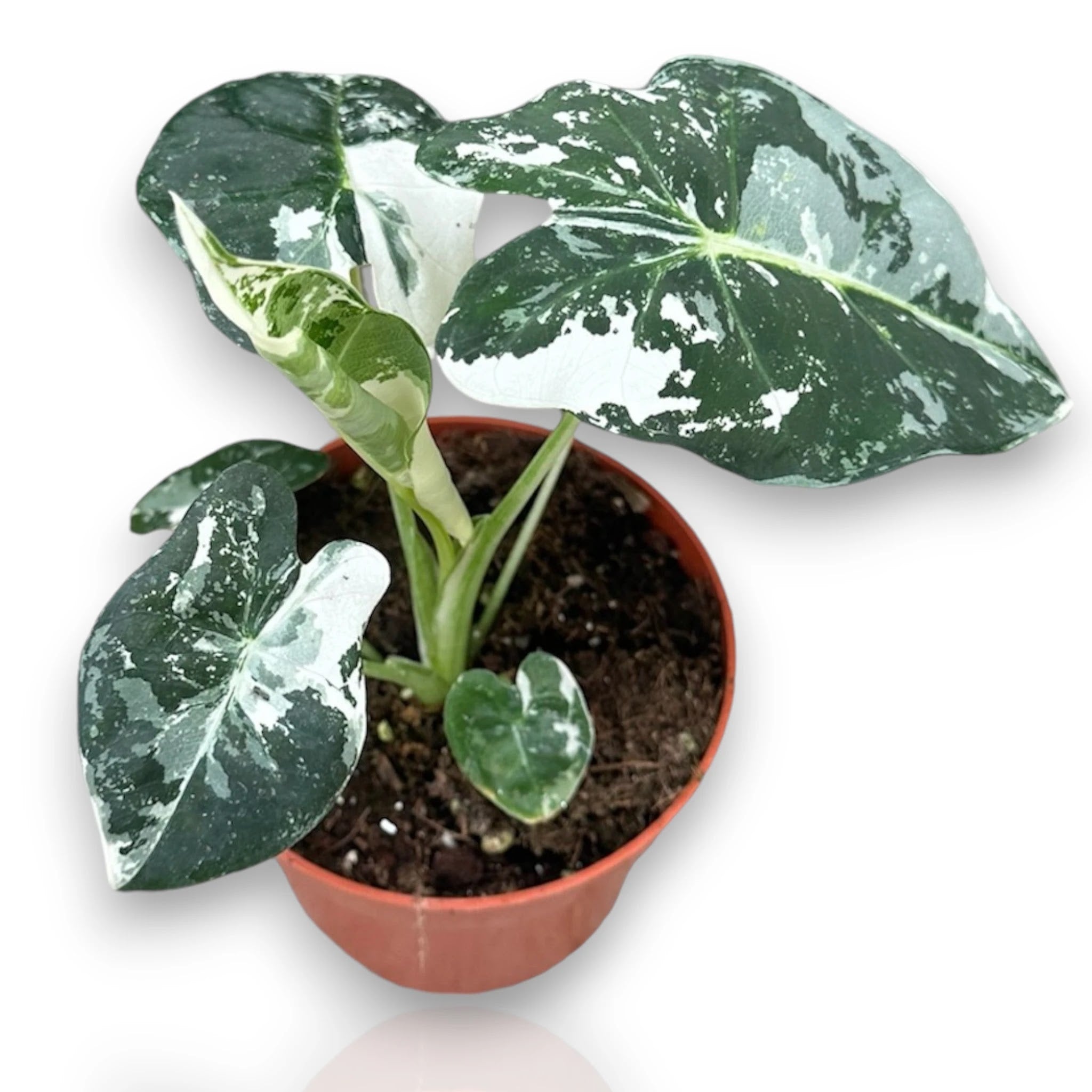 Alocasia Frydek variegata in vaso con foglie vellutate verde scuro e variegature crema