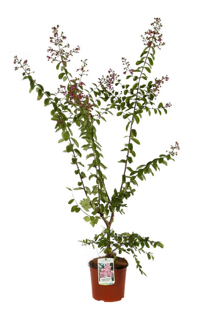 Dettaglio pannocchie fiori rosa Lagerstroemia indica Petite Pink e foglie ellittiche verde scuro