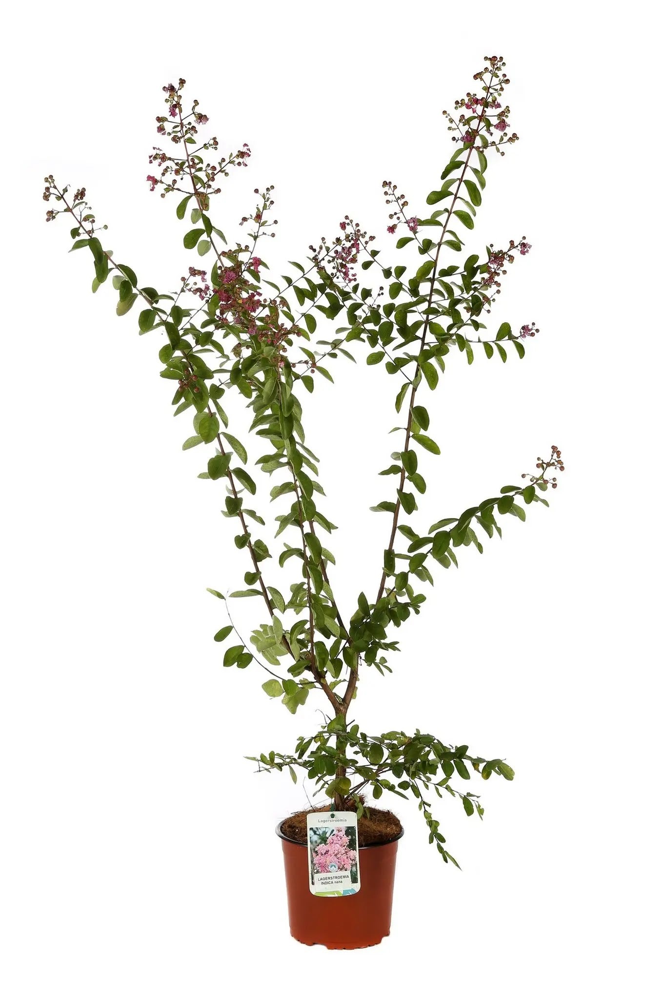 Dettaglio pannocchie fiori rosa Lagerstroemia indica Petite Pink e foglie ellittiche verde scuro