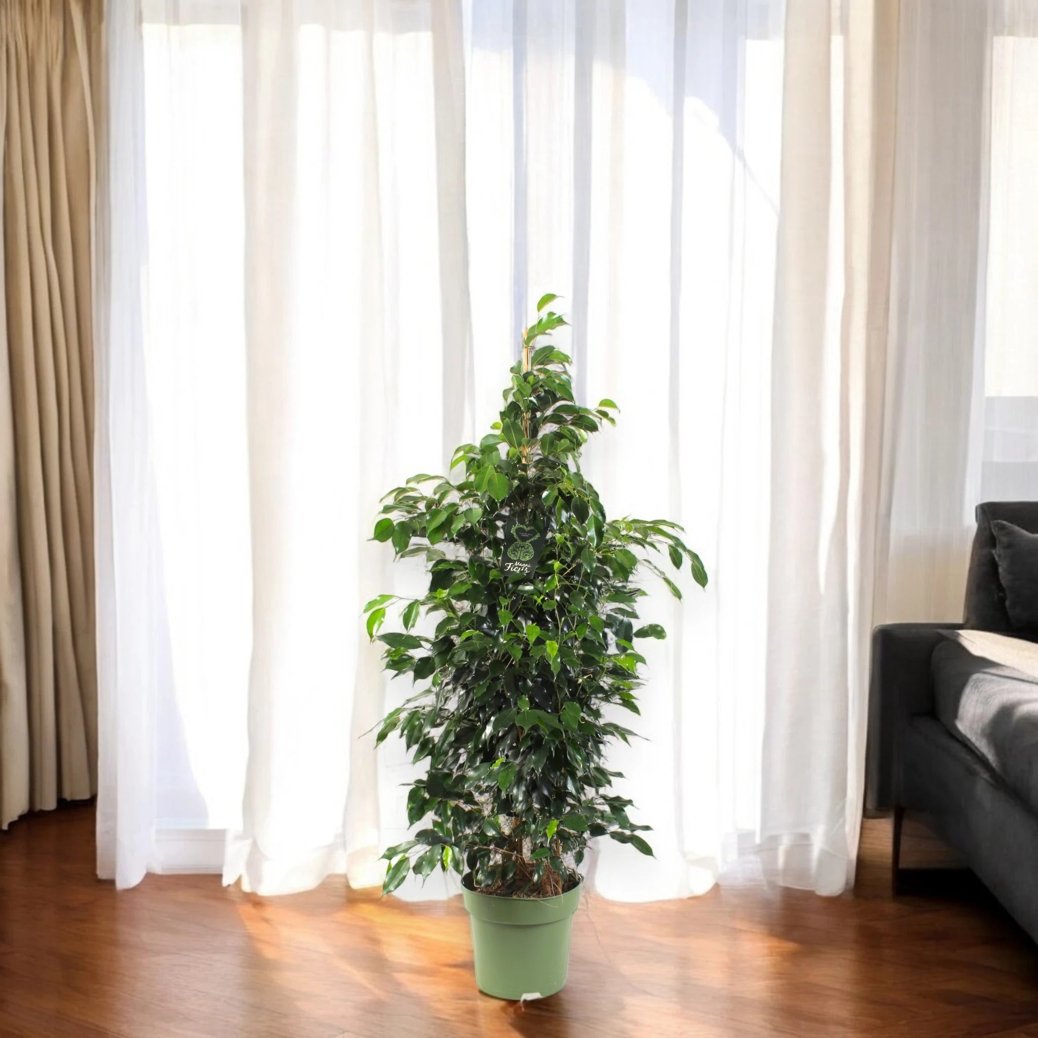 Ficus benjamina 'Danielle'