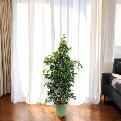 Ficus benjamina 'Danielle'