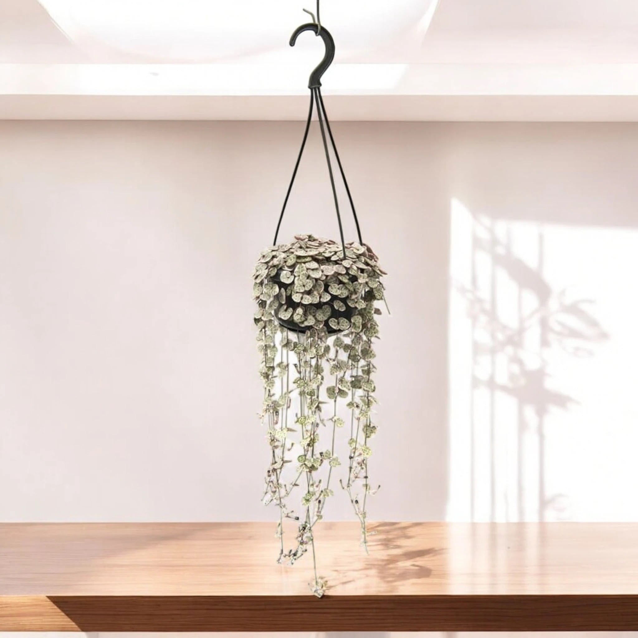 Ceropegia woodii variegata
