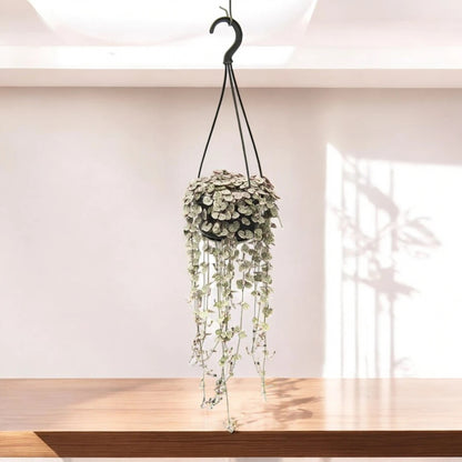 Ceropegia woodii variegata