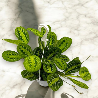 Maranta leuconeura 'Lemon Lime'