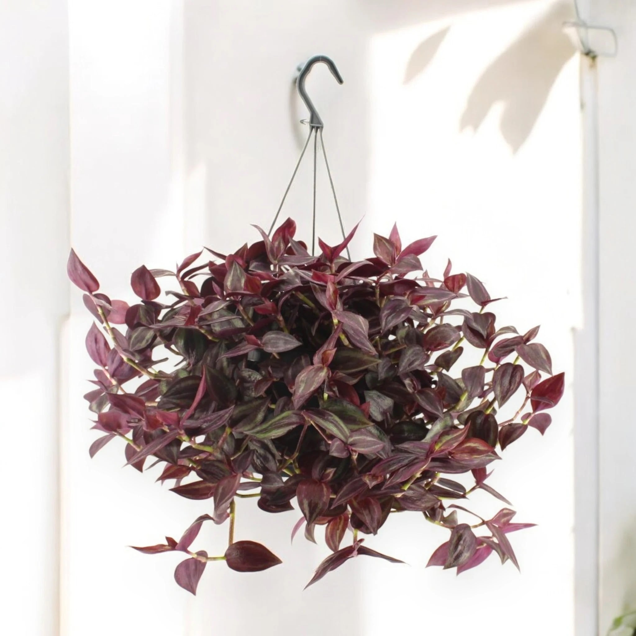 Tradescantia 'Jewel Red'