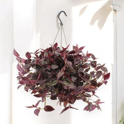 Tradescantia 'Jewel Red'