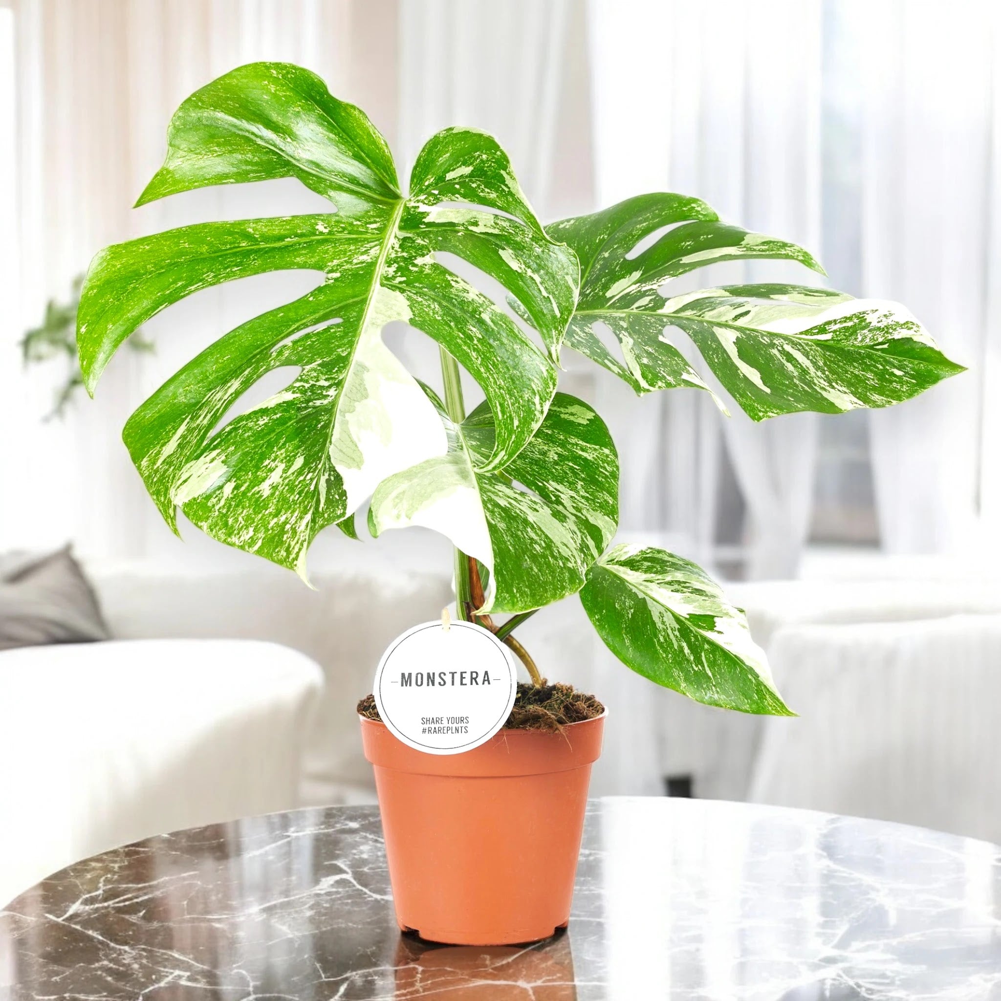 Monstera deliciosa