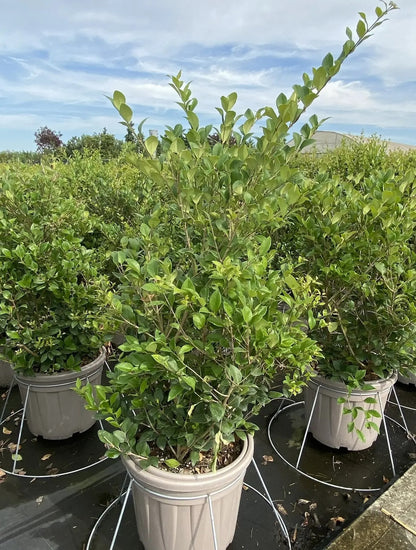 Ligustro - Ligustrum texanum
