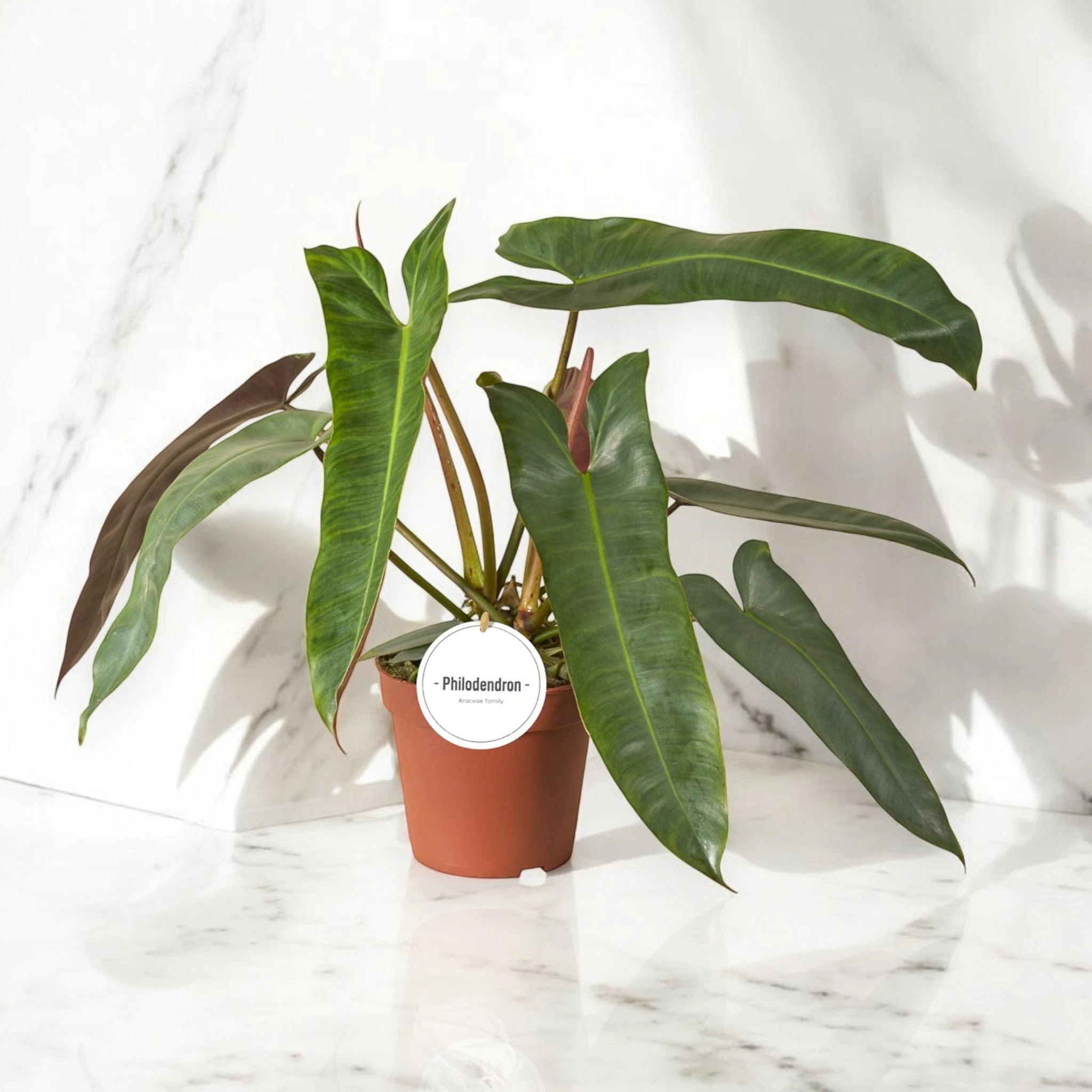 Philodendron atabapoense