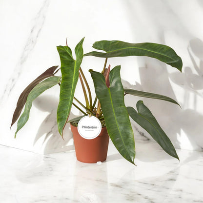 Philodendron atabapoense