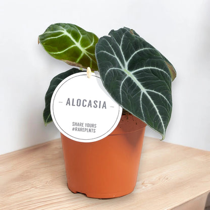 Alocasia 'Black velvet'