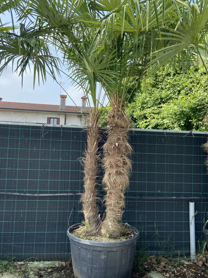 Trachicarpus fortunei